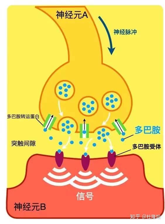 多巴胺在受体和转运体作用下收放