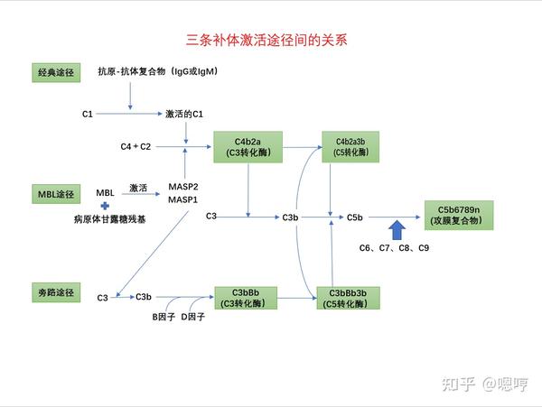 医学免疫学思维导图(五)补体系统