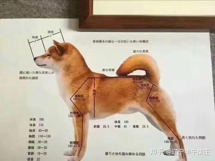 第二章～结构胡麻色柴犬的颜色要求于黑柴类似,但是要求配色极为高