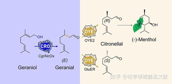双酶体系催化香叶醇生成R型或S型香茅醛的串联反应 知乎