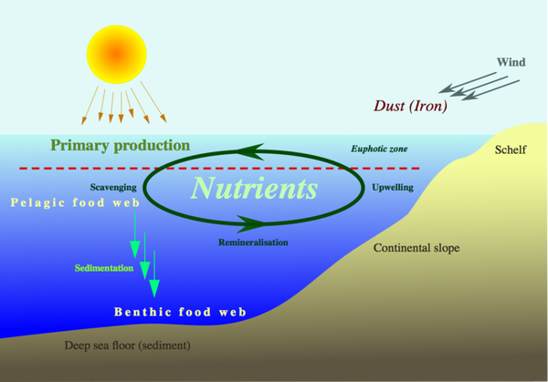 影响浮游生物数量的因素3:寒暖流交汇/补偿流带动海水搅动,或河流带来