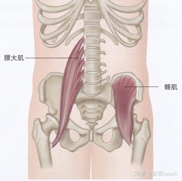 腰大肌起于第12胸椎和第1-5腰椎体侧面和横突,止股骨小转子;髂肌起于