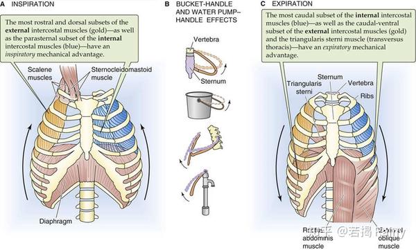 14呼吸系统respiratorysystem