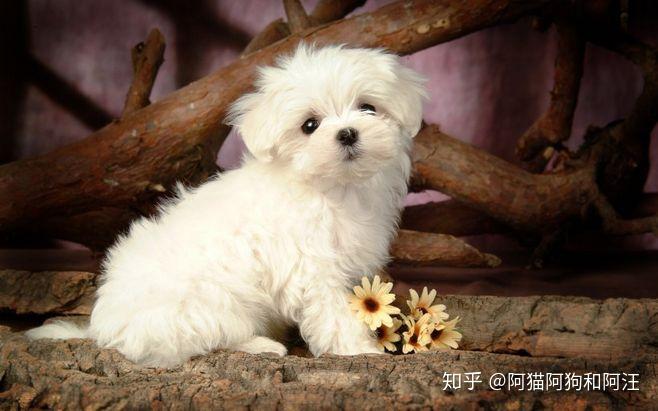 每日一狗之比熊bichonfrise