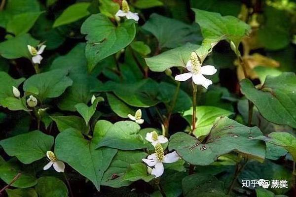 鱼腥草是什么 zhuanlan.zhihu.com