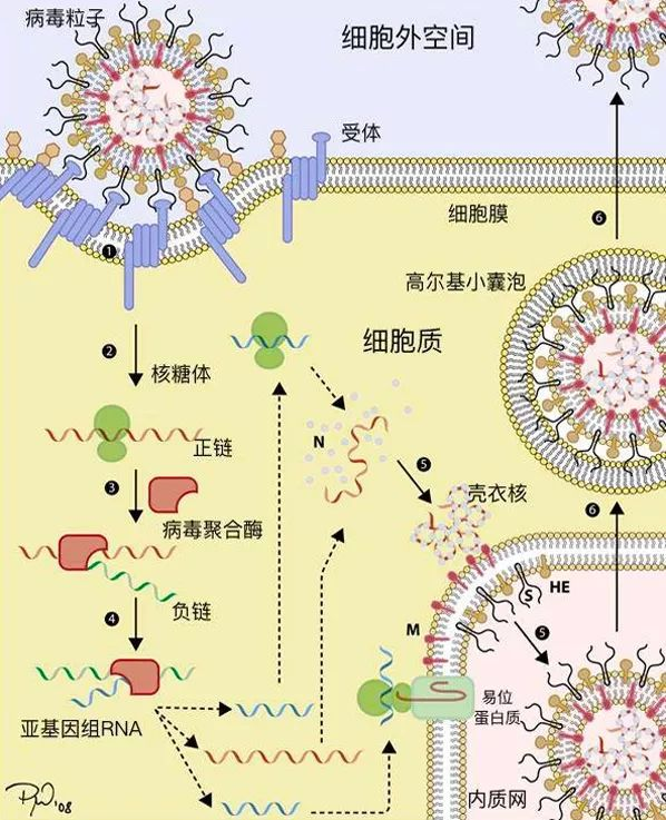 新冠通过侵占细胞的原料和能量作为生产工具,病毒完成了自我复制,产生