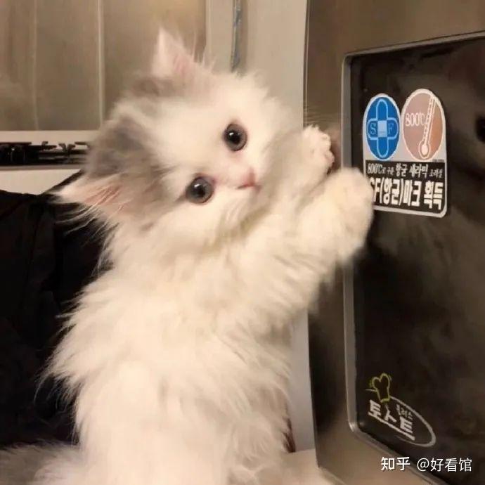 可爱猫狗头像可爱又憨憨的头像可爱又沙雕的猫咪头像帅气的猫狗头像超