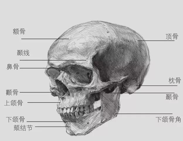 素描入门三庭五眼和骨骼结构