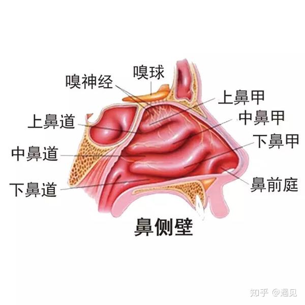 了解常见鼻甲肥大情况