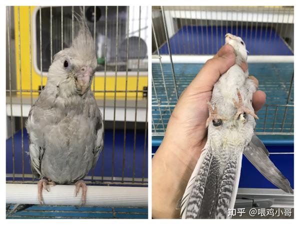 如何矫正鹦鹉八字脚
