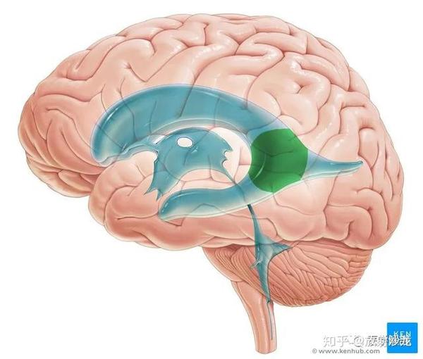上图绿色为侧脑室前角 上图为侧脑室体部 上图:侧脑室后角 上图:侧