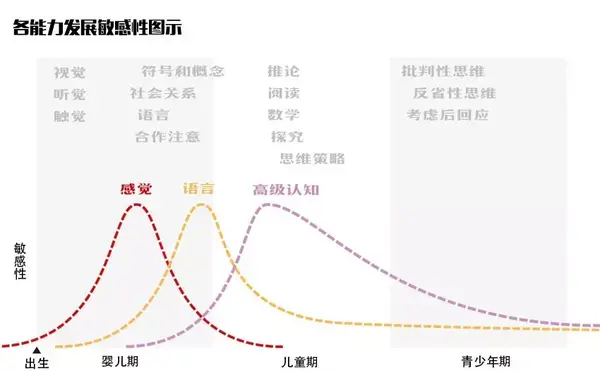 的 关键期和 敏感期,这些能力大致可以分为 感觉 语言和 高级认知