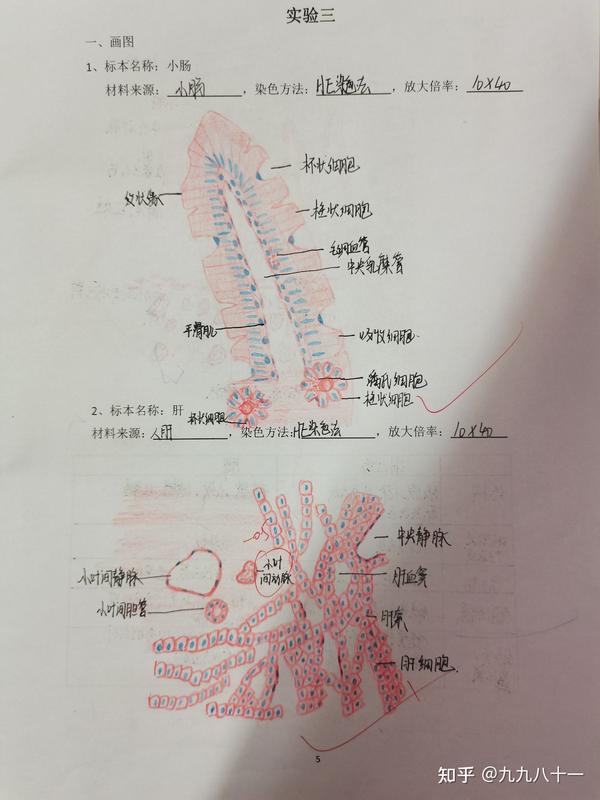 组胚红蓝铅笔手绘图