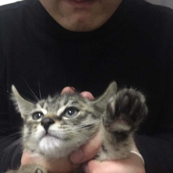 狸花猫可以萌到什么程度?