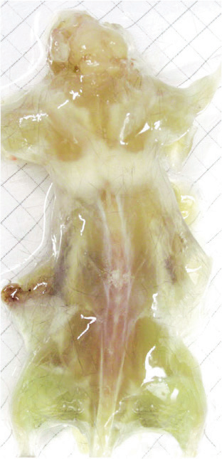 这是第一只在活体状态下被彻底半透明化的小鼠(图为化学物质通过血管