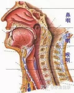 乐金微科普耳鼻喉疾病早发现健康体检是关键