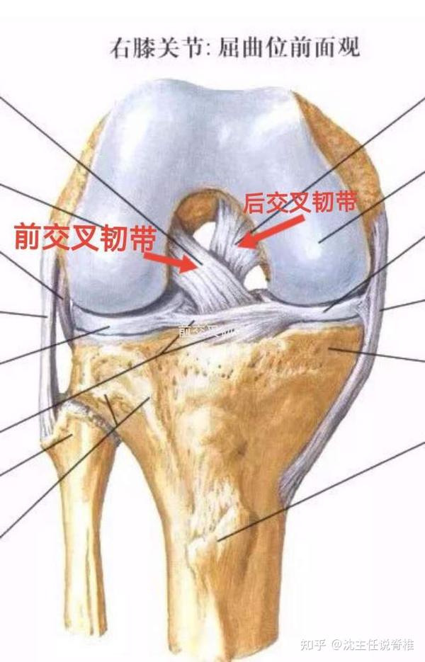 前交叉韧带撕裂或者是断裂是篮球运动很常见的一种外伤,是由膝关节的
