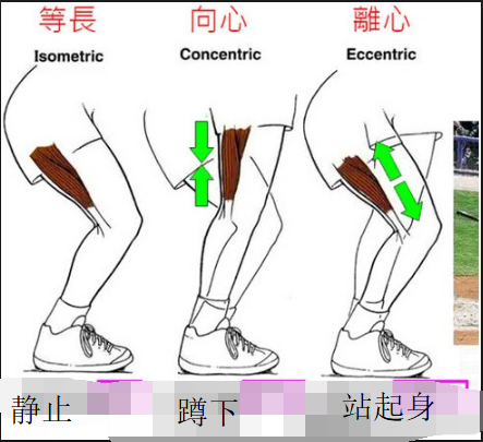 等长收缩与等张收缩