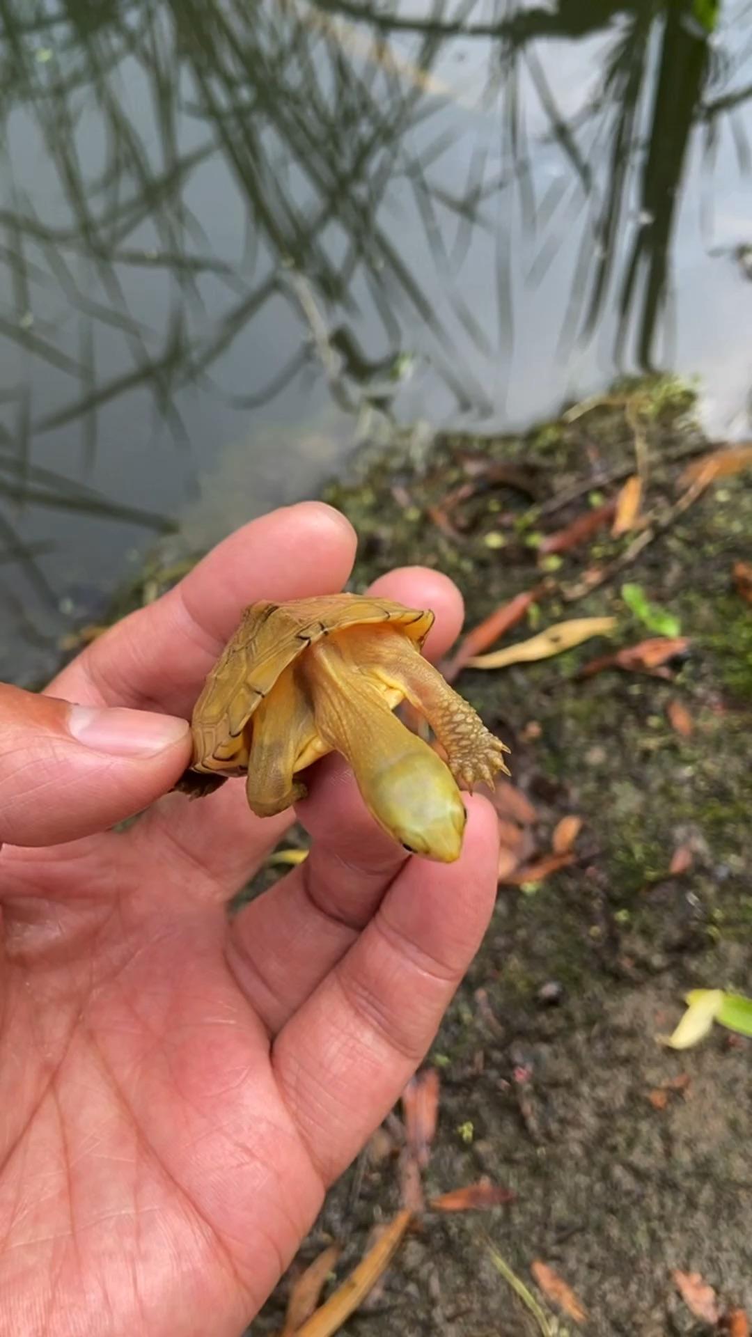 皖喉吃大泥鳅,地道安徽三黄小青,喜欢看我主页