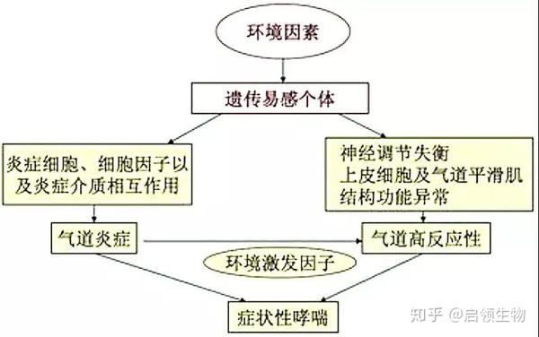 哮喘发病机制示意图