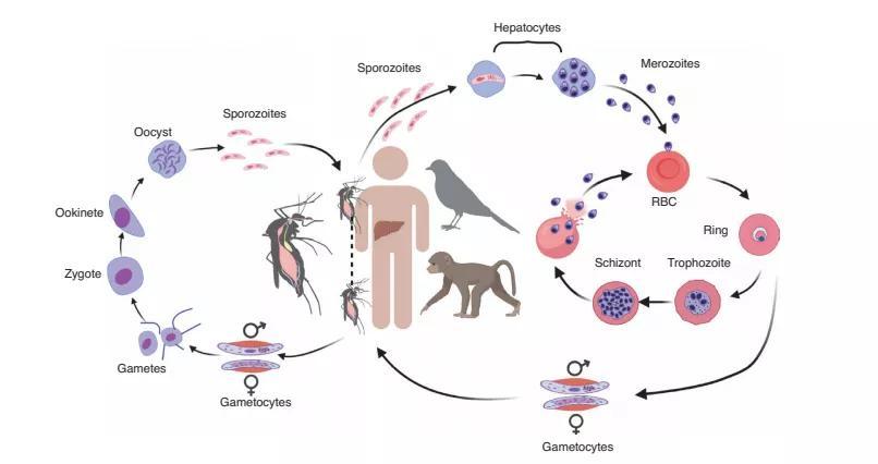 疟原虫生活史复杂,包括两个宿主:雌蚊(主要为按蚊)座位终宿主,人类或