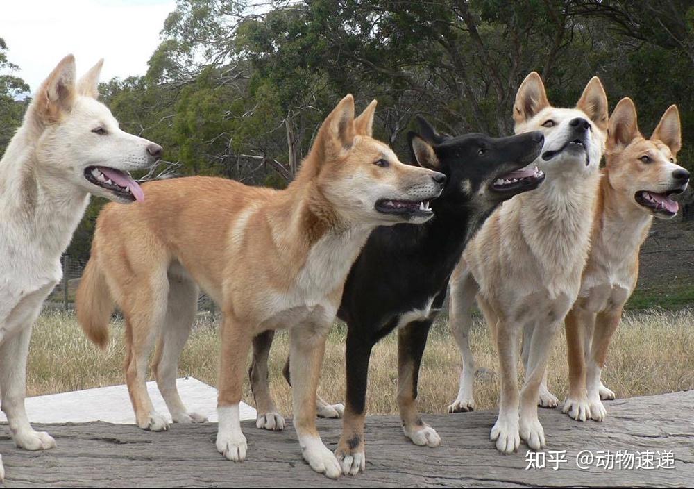 澳洲野犬"一家独大"