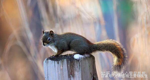 04红腹松鼠