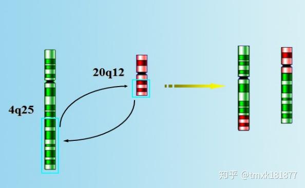 染色体平衡易位罗氏易位该怎么办