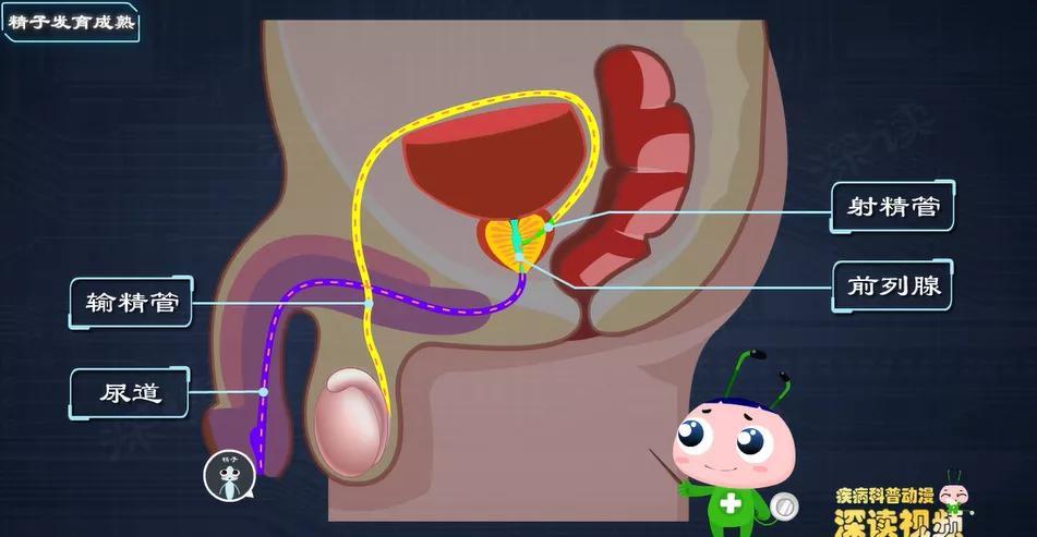 搞出不育麻烦大!硬核科普睾丸炎和蛋蛋的秘密