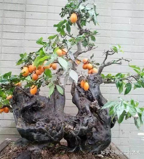 一盆金弹子大老桩树桩粗壮霸气十足