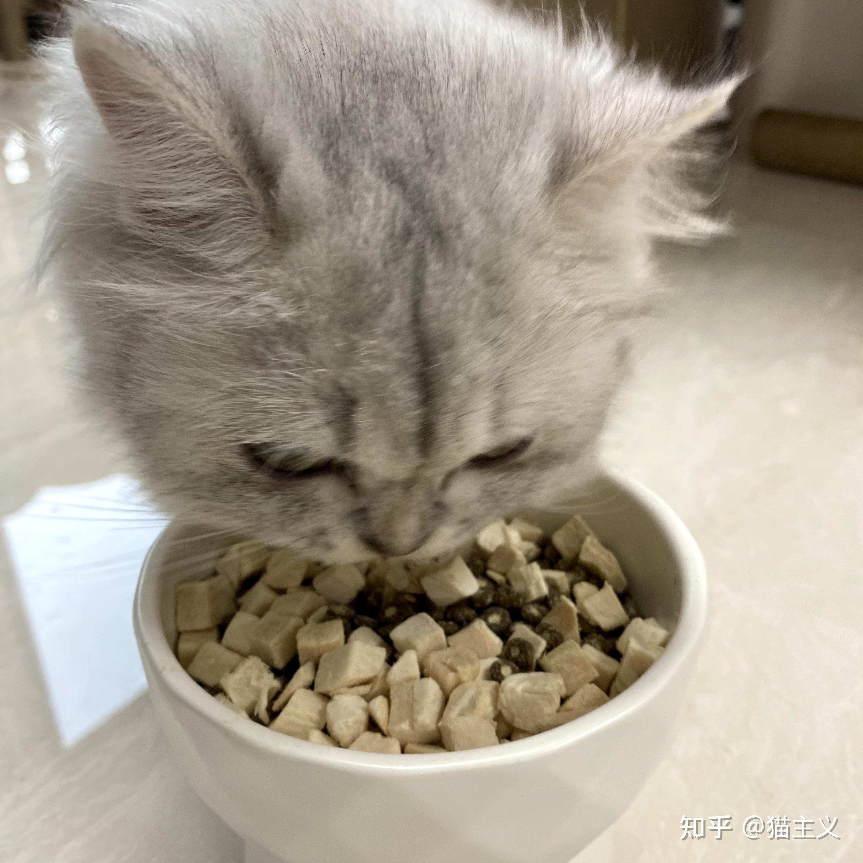 大家的猫咪都吃什么猫粮,可以给我推荐几个吗!