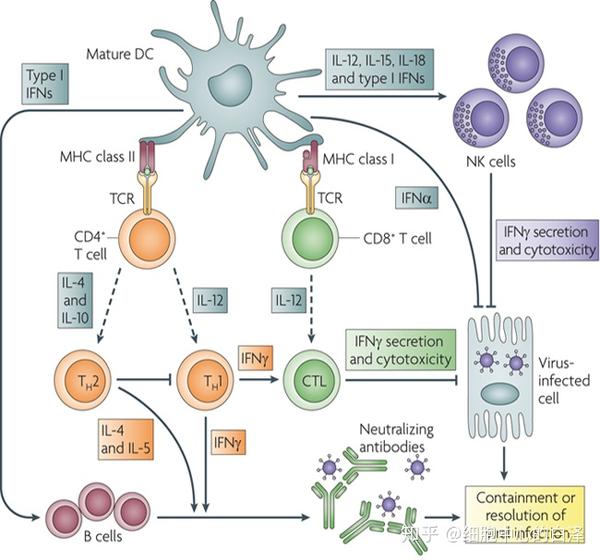 免疫系统的指挥家dc细胞