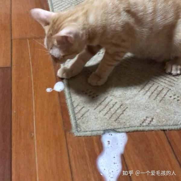 猫咪吐白色泡沫液体是什么原因