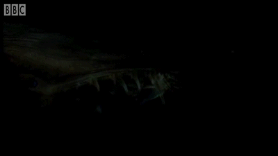 这波深海鱼看你能不能吸得动作者暮晖熠熠