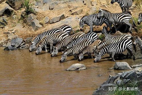 《动物世界》和《人与自然》的主持赵忠祥老师突然逝世