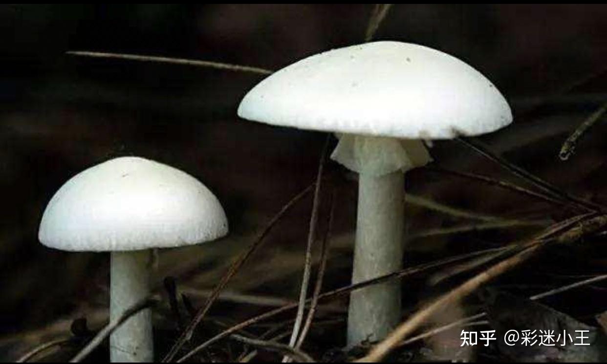 常见毒蘑菇有哪些?红伞伞,白杆杆的都不能吃吗?