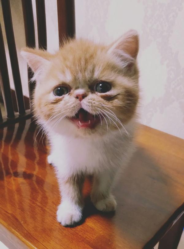 养一只加菲猫是一种怎样的体验?