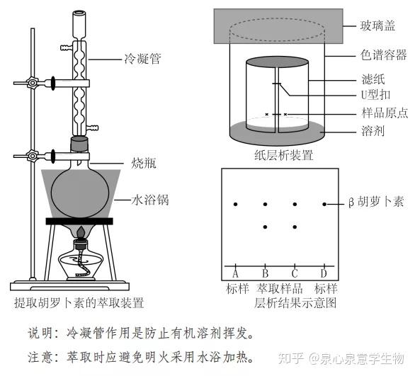 32.  胡萝卜素的鉴定方法: 纸层析法. 标准样点在 a,d两点. 33.