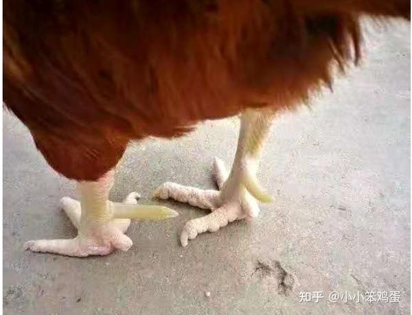 公鸡长脚蹬子 土鸡脚蹬子怎么长的快 鸡蹬子短咋办 鸡几个月长蹬爪