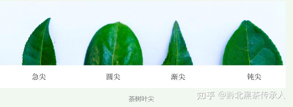 喝过很多种茶您真的认识茶树吗