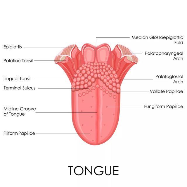 是因为舌头表面上分布的 大量的凸起,它们被称为"舌乳头"(别笑哈,真的