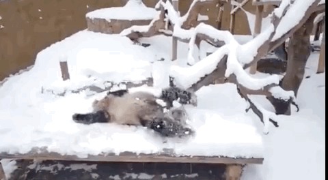 为了雪 南方人真的什么都做得出来 看到这个可爱的小雪人了吗?