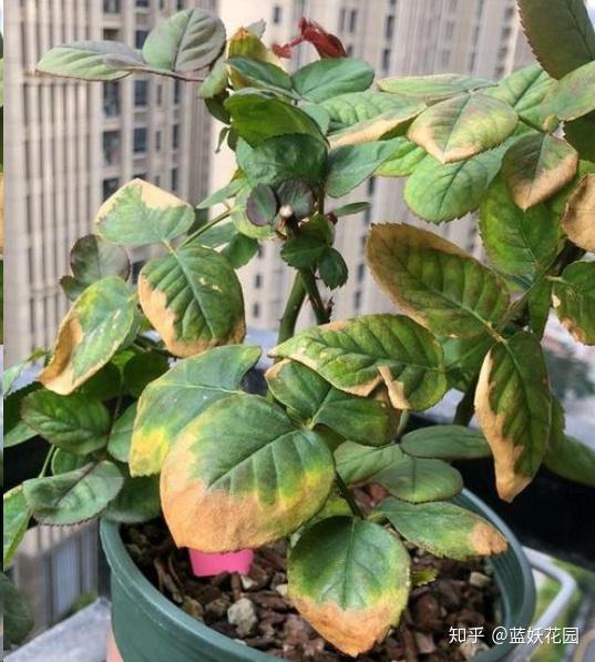 蓝妖:月季叶片发黄干枯,到底是肥害还是叶枯病?这样分辨就简单了!