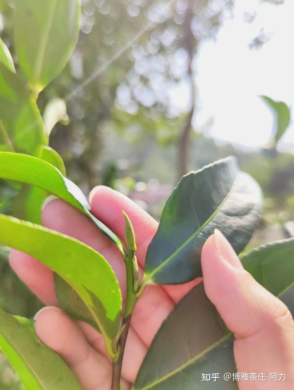 八仙单丛茶树赏析