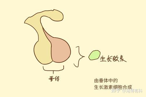 媒体及有关专家提醒打增高针有风险注射生长激素有哪些副作用如何科学