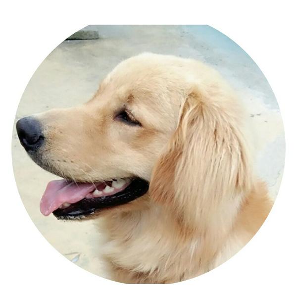 养一只大金毛是怎样的体验?