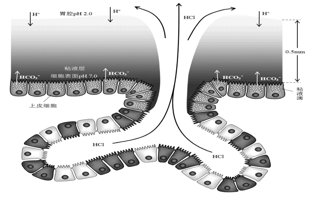 胃液分泌时是怎么突破黏液碳酸氢盐屏障进入胃中的