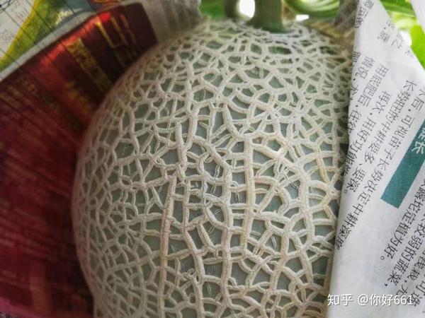 蜜桃网纹瓜/阿鲁斯网纹瓜/静冈网纹瓜/梅陇网纹瓜