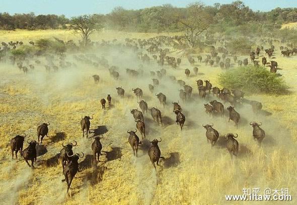 行进中的非洲野牛群