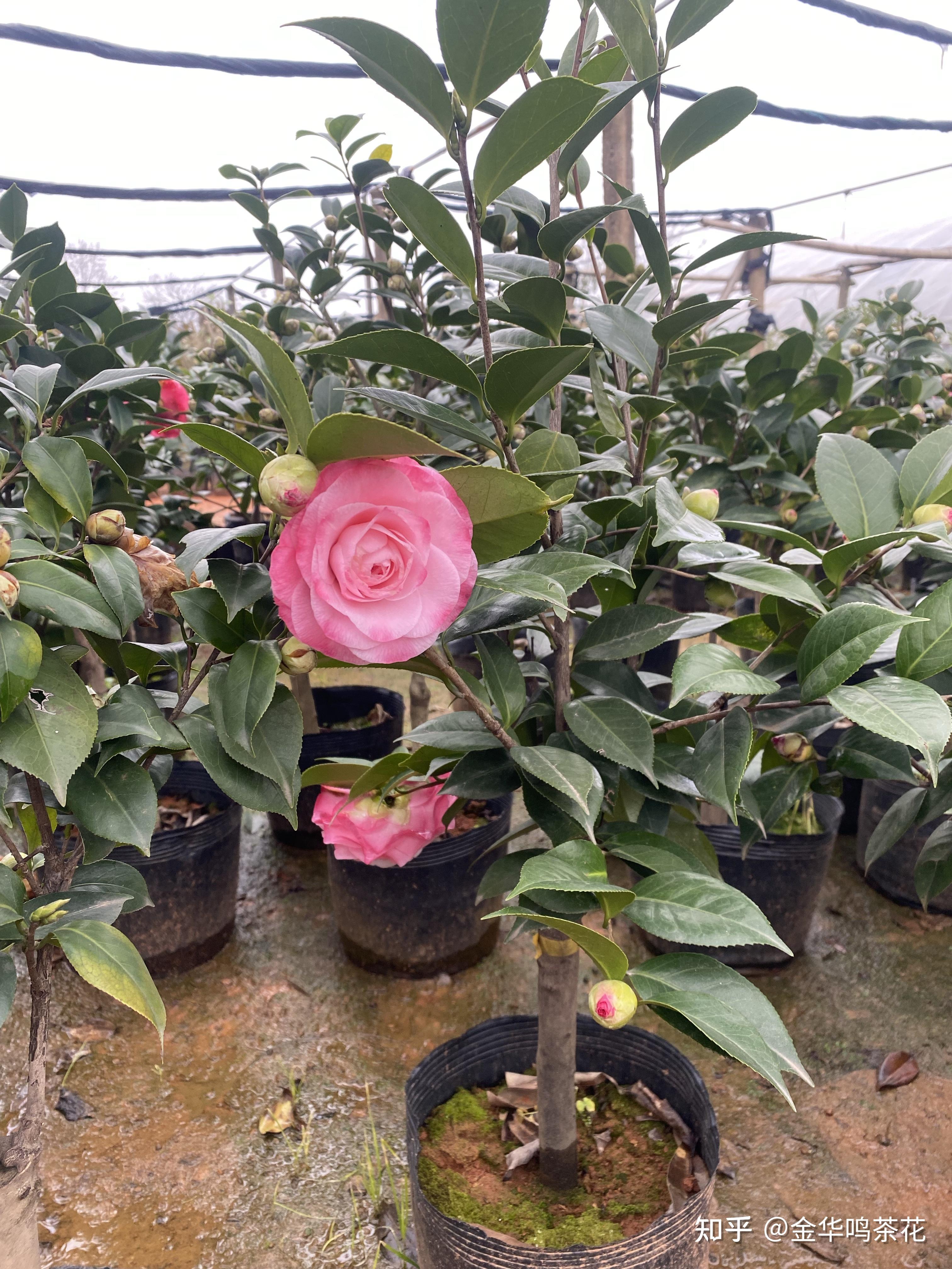 心愿茶花 知乎